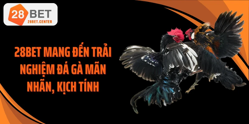 28BET mang đến trải nghiệm đá gà mãn nhãn, kịch tính
